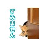 モコちゃんオンステージ 2（個別スタンプ：27）