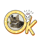子猫のほっこりあいさつスタンプ（個別スタンプ：6）