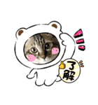子猫のほっこりあいさつスタンプ（個別スタンプ：7）