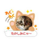 子猫のほっこりあいさつスタンプ（個別スタンプ：8）