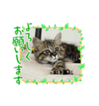子猫のほっこりあいさつスタンプ（個別スタンプ：9）
