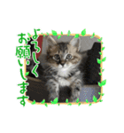子猫のほっこりあいさつスタンプ（個別スタンプ：10）