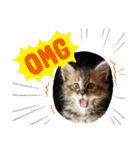 子猫のほっこりあいさつスタンプ（個別スタンプ：13）