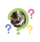 子猫のほっこりあいさつスタンプ（個別スタンプ：14）