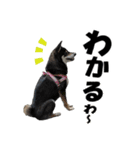 柴犬ゆずちゃん5（個別スタンプ：4）