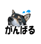柴犬ゆずちゃん5（個別スタンプ：10）
