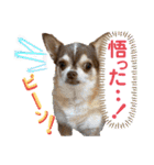チワワ！癒し満載の娘たち！（個別スタンプ：3）