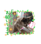 チワワ！癒し満載の娘たち！（個別スタンプ：8）