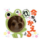チワワ！癒し満載の娘たち！（個別スタンプ：9）