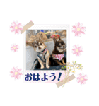 チワワ！癒し満載の娘たち！（個別スタンプ：11）