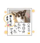 チワワ！癒し満載の娘たち！（個別スタンプ：17）