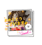 チワワ！癒し満載の娘たち！（個別スタンプ：18）