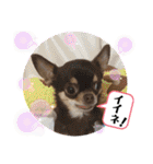 チワワ！癒し満載の娘たち！（個別スタンプ：19）