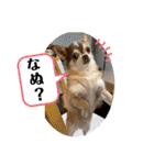 チワワ！癒し満載の娘たち！（個別スタンプ：21）