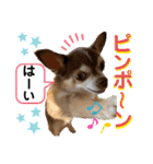 チワワ！癒し満載の娘たち！（個別スタンプ：22）