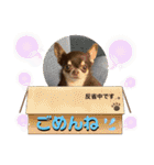 チワワ！癒し満載の娘たち！（個別スタンプ：25）
