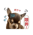 チワワ！癒し満載の娘たち！（個別スタンプ：30）