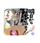 チワワ！癒し満載の娘たち！（個別スタンプ：31）