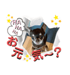 チワワ！癒し満載の娘たち！（個別スタンプ：32）