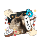 チワワ！癒し満載の娘たち！（個別スタンプ：35）