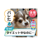 チワワ！癒し満載の娘たち！（個別スタンプ：38）