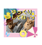 チワワ！癒し満載の娘たち！（個別スタンプ：40）