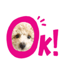中山家のクッキーちゃん（個別スタンプ：1）