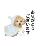 中山家のクッキーちゃん（個別スタンプ：2）
