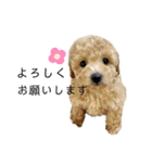 中山家のクッキーちゃん（個別スタンプ：3）