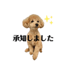 中山家のクッキーちゃん（個別スタンプ：4）