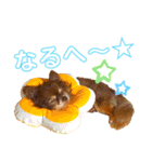チョコちゃんスタンプ♡*(相槌・お返事編)（個別スタンプ：16）