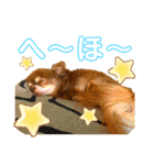 チョコちゃんスタンプ♡*(相槌・お返事編)（個別スタンプ：17）