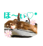 チョコちゃんスタンプ♡*(相槌・お返事編)（個別スタンプ：22）
