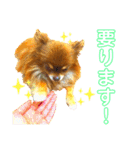 チョコちゃんスタンプ♡*(相槌・お返事編)（個別スタンプ：40）