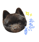 チョコポメとおともだち（個別スタンプ：5）
