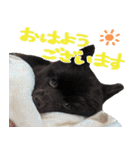 チョコポメとおともだち（個別スタンプ：9）