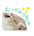 チョコポメとおともだち（個別スタンプ：11）