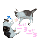 チョコポメとおともだち（個別スタンプ：20）