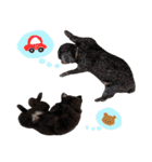 チョコポメとおともだち（個別スタンプ：21）