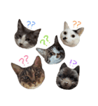 チョコポメとおともだち（個別スタンプ：28）