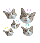 チョコポメとおともだち（個別スタンプ：29）