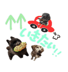 チョコポメとおともだち（個別スタンプ：34）