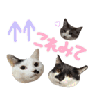 チョコポメとおともだち（個別スタンプ：36）