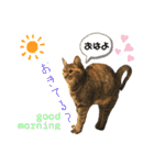 ファミリーで使いやすい ♪ 猫スタンプ（個別スタンプ：1）
