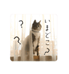 ファミリーで使いやすい ♪ 猫スタンプ（個別スタンプ：5）