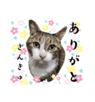 ファミリーで使いやすい ♪ 猫スタンプ（個別スタンプ：9）