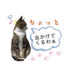 ファミリーで使いやすい ♪ 猫スタンプ（個別スタンプ：11）