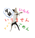 ファミリーで使いやすい ♪ 猫スタンプ（個別スタンプ：12）
