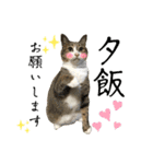ファミリーで使いやすい ♪ 猫スタンプ（個別スタンプ：13）