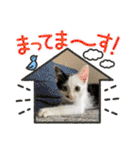 ファミリーで使いやすい ♪ 猫スタンプ（個別スタンプ：14）